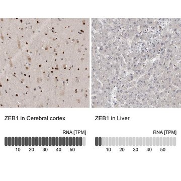 Anti-ZEB1 antibody produced in rabbit Prestige Antibodies&#174; Powered by Atlas Antibodies, affinity isolated antibody, buffered aqueous glycerol solution