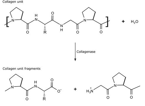 Collagenase from Clostridium histolyticum suitable for release of physiologically active rat hepatocytes, Type IV, 0.5-5.0&#160;FALGPA units/mg solid, &#8805;125&#160;CDU/mg solid