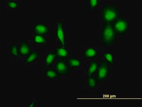 Anti-MDM4 antibody produced in mouse purified immunoglobulin, buffered aqueous solution