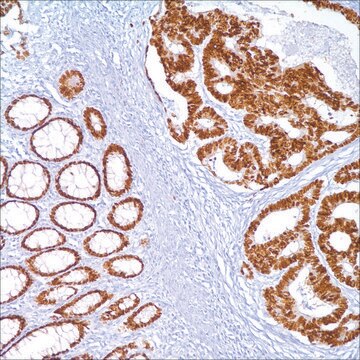 CDX-2 (EPR2764Y) Rabbit Monoclonal Primary Antibody