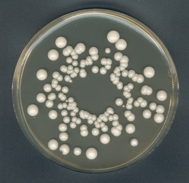 GranuCult&#174; Plus Hefeextrakt-Glucose-Chloramphenicol-Agar FIL-IDF for yeasts, for molds, suitable for microbiology