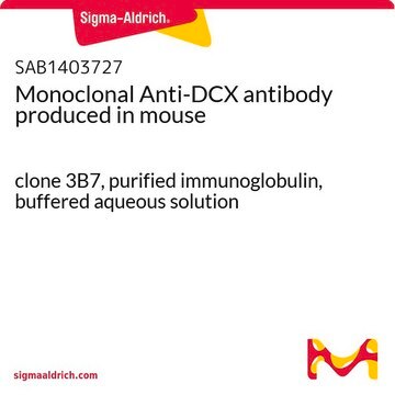 Monoclonal Anti-DCX antibody produced in mouse clone 3B7, purified immunoglobulin, buffered aqueous solution