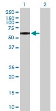 Anti-P2RX4 antibody produced in rabbit purified immunoglobulin, buffered aqueous solution