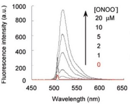 BioTracker 515 Green ONOO- Dye Live cell imaging dye for peroxynitrite (ONOO-) used to detect reactive oxygen species (ROS) generated from the interaction of nitric oxide (NO) and superoxide (O).