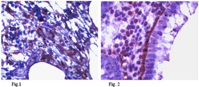 Anti-Podoplanin Antibody, clone NZ1.2 clone NZ1.2, from rat