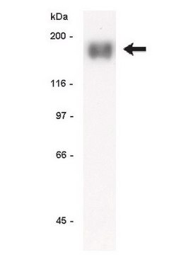 Anti-EGFR Antibody, clone LA22 clone LA22, Upstate&#174;, from mouse