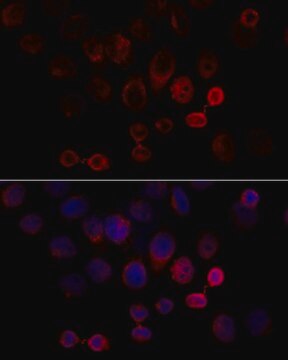 Anti-Caspase 3 antibody produced in rabbit