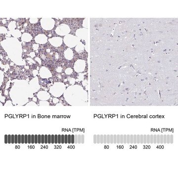 Anti-PGLYRP1 antibody produced in rabbit Prestige Antibodies&#174; Powered by Atlas Antibodies, affinity isolated antibody, buffered aqueous glycerol solution