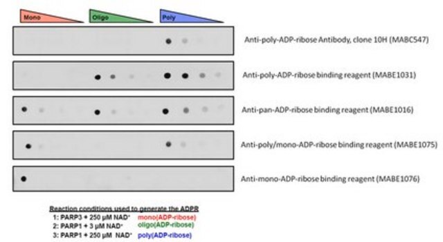 Anti-Mono-ADP-Ribose-Bindungsreagenz from Escherichia coli