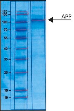 Amyloid Precursor Protein &#945;, Secreted human &gt;90% (SDS-PAGE), recombinant, expressed in E. coli (N-terminal histidine tagged), buffered aqueous solution