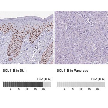 Anti-BCL11B antibody produced in rabbit Prestige Antibodies&#174; Powered by Atlas Antibodies, affinity isolated antibody, buffered aqueous glycerol solution