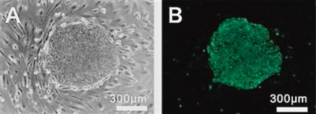 BioTracker 529 Green Pluripotent Stem Cell Dye Live cell imaging dye for pluripotent stem cells that selectively identifies undifferentiated human ES and iPS cells.