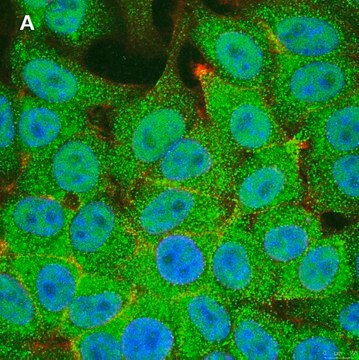 Anti-STAT1 (alpha &amp; beta) clone 3G14 ZooMAb&#174; Rabbit Monoclonal recombinant, expressed in HEK 293 cells