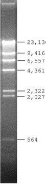 Lambda DNA Hind III Digest for DNA electrophoresis