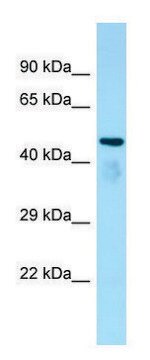 Anti-Atat1 antibody produced in rabbit affinity isolated antibody