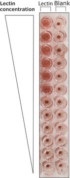 Lektin aus Phaseolus vulgaris (rote Kidneybohne) Phytohemagglutinin PHA-M, lyophilized powder