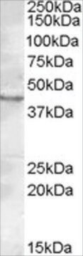 Anti-LASS3/CERS3 antibody produced in goat affinity isolated antibody, buffered aqueous solution