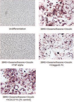 Jagged-1 (human): FC (human) recombinant, expressed in HEK 293 cells, &gt;90% (SDS-PAGE)