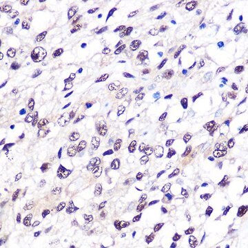 Anti-FTO antibody produced in rabbit