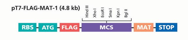 pT7-FLAG&#8482;-MAT-Tag&#174;-1 Expression Vector