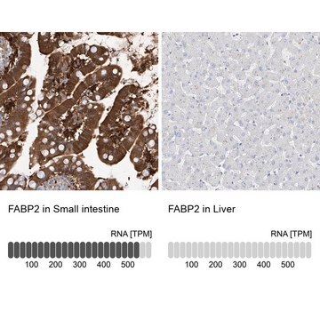 Anti-FABP2 antibody produced in rabbit Prestige Antibodies&#174; Powered by Atlas Antibodies, affinity isolated antibody, buffered aqueous glycerol solution