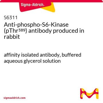 Anti-phospho-S6-Kinase (pThr389) antibody produced in rabbit affinity isolated antibody, buffered aqueous glycerol solution