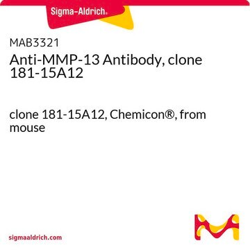 Anti-MMP-13 Antibody, clone 181-15A12 clone 181-15A12, Chemicon&#174;, from mouse