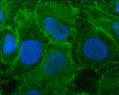 Anti-Ezrin antibody produced in rabbit affinity isolated antibody, buffered aqueous solution