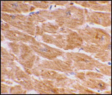 Anti-Caspase-1 (ab1) antibody produced in rabbit affinity isolated antibody, buffered aqueous solution