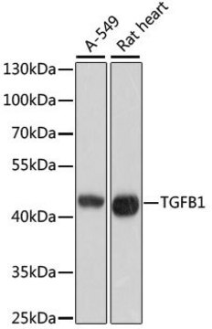 Anti-TGFB1 antibody produced in rabbit