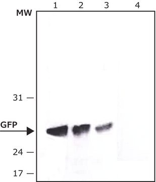 Anti-Green Fluorescent Protein (GFP), N-terminal antibody, Mouse monoclonal clone GSN24, purified from hybridoma cell culture