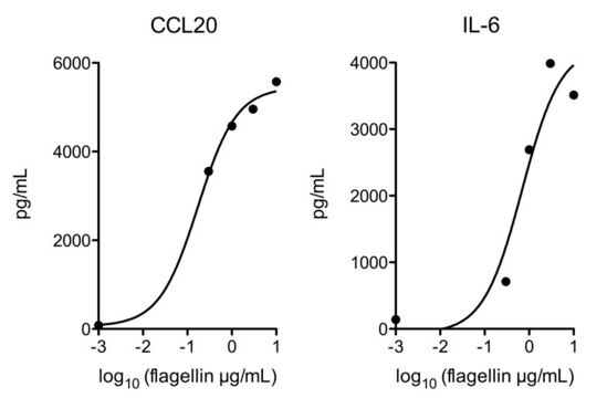 Flagellin aus Salmonella typhimurium &gt;95% (SDS-PAGE)