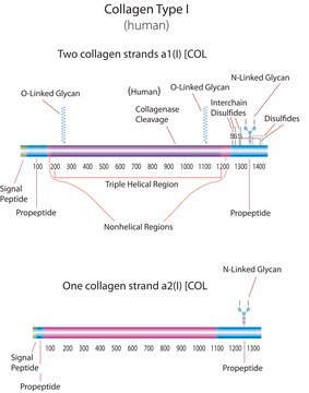 Collagen human Bornstein and Traub Type I, acid soluble, powder, ~95% (SDS-PAGE)