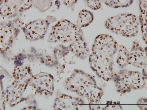 Monoclonal Anti-BAX antibody produced in mouse clone 1F5-1B7, purified immunoglobulin, buffered aqueous solution