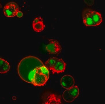 BioTracker NucView&#174; 488 Caspase-3-Farbstoff, grün (DMSO) Live cell imaging apoptosis dye for caspase-3/7 enzyme activity used to detect programmed cell death using fluorescence microscopy or flow cytometry applications.