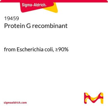 Protein&#160;G recombinant from Escherichia coli, &#8805;90%