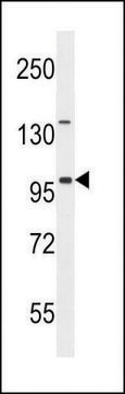 ANTI-ITIH5 (C-TERM) antibody produced in rabbit IgG fraction of antiserum, buffered aqueous solution