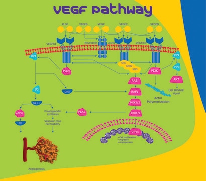 VEGF human Animal-component free, recombinant, expressed in E. coli, &#8805;98% (SDS-PAGE), &#8805;98% (HPLC), suitable for cell culture