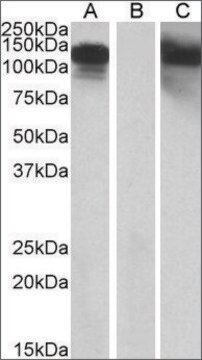 Anti-CDH11 antibody produced in goat affinity isolated antibody, buffered aqueous solution