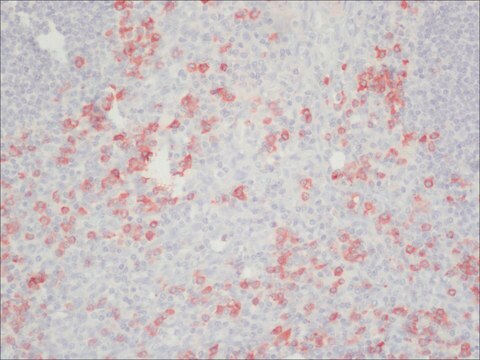 Anti-Human-IgG (Fc-spezifisch)&#8722;Peroxidase in Ziege hergestellte Antikörper affinity isolated antibody