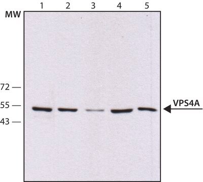 Anti-VPS4A antibody, Mouse monoclonal clone VPS4-110, purified from hybridoma cell culture