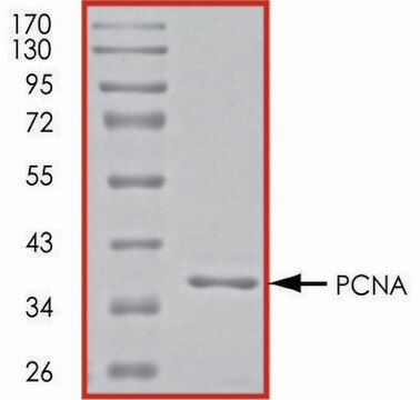 PCNA, His tagged human recombinant, expressed in E. coli, &#8805;70% (SDS-PAGE), buffered aqueous glycerol solution