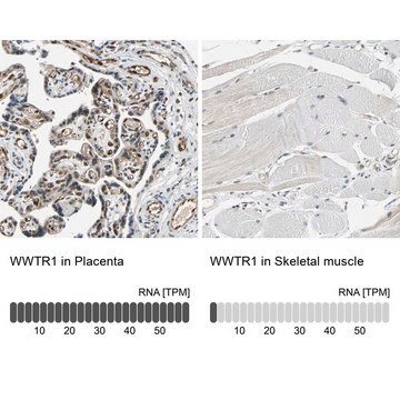 Anti-WWTR1 antibody produced in rabbit Prestige Antibodies&#174; Powered by Atlas Antibodies, affinity isolated antibody, buffered aqueous glycerol solution