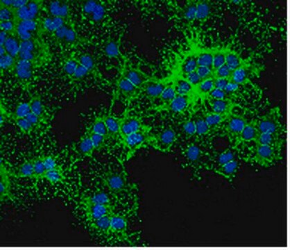 Anti-O4 Antibody, clone 81, Alexa Fluor&#8482;488 Conjugate clone 81 (mAB 04), from mouse, ALEXA FLUOR&#8482; 488