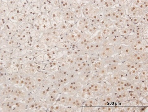 Anti-XRCC4 antibody produced in mouse purified immunoglobulin, buffered aqueous solution