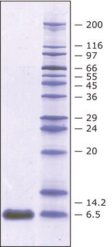 Aprotinin Rind recombinant, expressed in Nicotiana (tobacco), &#8805;5&#160;TIU/mg protein, &#8805;98% (SDS-PAGE)