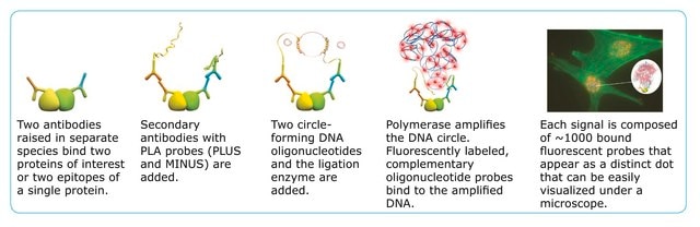 Duolink&#174; In Situ Waschpuffer, Fluoreszenz