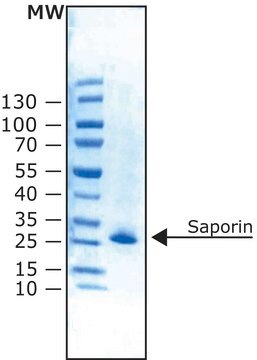 Saporin from Saponaria officinalis seeds lyophilized powder