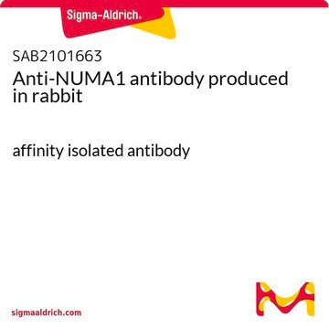 Anti-NUMA1 antibody produced in rabbit affinity isolated antibody