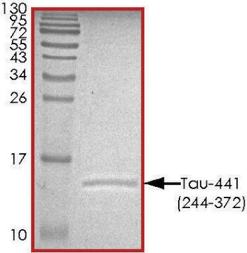 TAU-441 (244-372) Protein recombinant